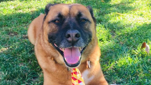 how to calm down dogs on fourth of july