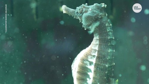 Rescued seahorse had quite the surprise for veterinarians