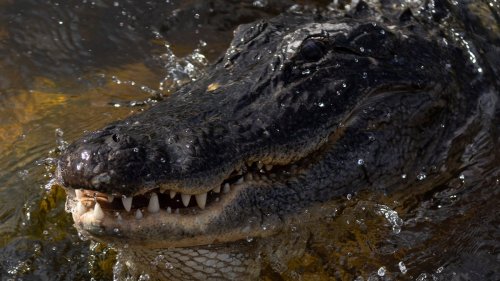 Alligator kills 88-year-old woman in South Carolina after she slipped while gardening, officials say