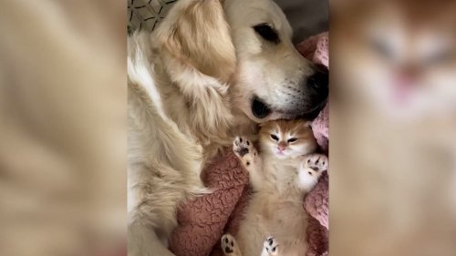 Watch adorable animals being total buds