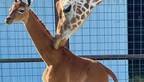 All Animal - cover