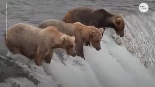 Jealous bears watch as their friend catches a flying salmon