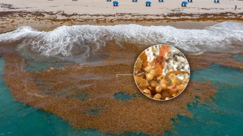 Sargassum, a smelly seaweed, may be coming soon to a Gulf beach near you. Here's what to know.