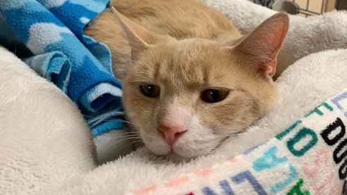 A cat named Bruno was returned to a shelter for being 'too affectionate.' Now, he has a new home.