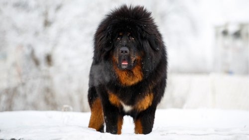 Meet the most expensive dog in the world, plus its contenders