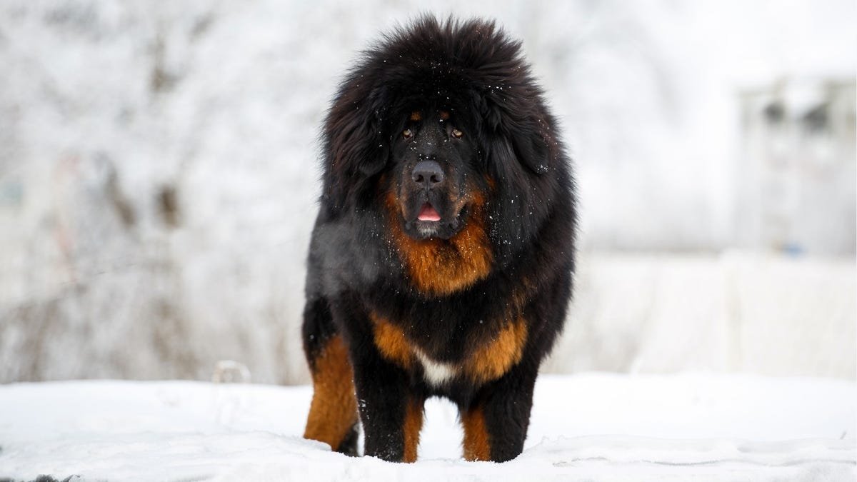 Meet the most expensive dog in the world, plus top 10 most expensive dog breeds