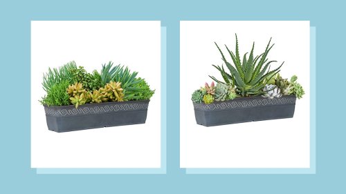 How often should you water a succulent? The important steps to take care of your plant.