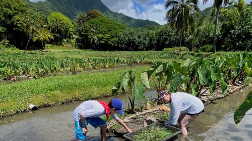 Hawaii volunteer program lets you give back on vacation (and offers free hotel nights)
