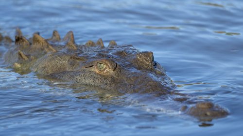Researchers find crocodile living alone in a Costa Rica zoo had a virgin birth