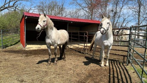 Rescued ponies recovering; quilt shop opens in Dighton: Top stories