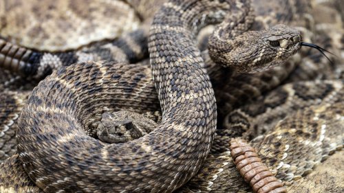 A 6-year-old Colorado boy died after a rattlesnake bite: What to know if you're bitten