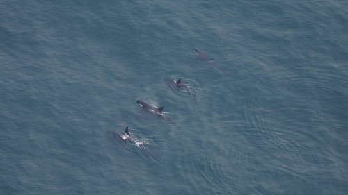 'Unreal': 4 killer whales spotted in rare sighting in New England