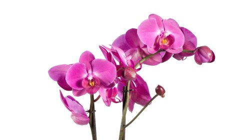 Gardening hack: Top tips for growing healthy orchids that keep flowering