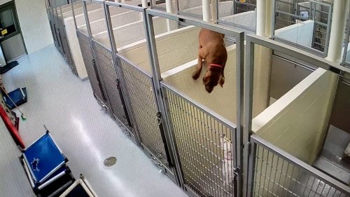 A dog jumped over a shelter wall to be with her best friend. They got adopted together.