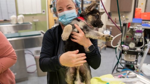 Dog with six legs, two penises wasn't expected to live. Now he's healthy  and has a new home | Flipboard