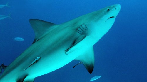 Shark bites off leg of 22-year-old US woman snorkeling off Blue Haven Resort in Turks and Caicos