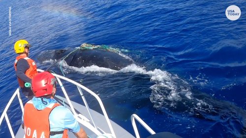 Mother humpback whale freed from thick fishing line