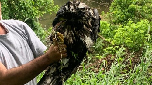 Virginia eaglet rescued after plummeting from nest as fans watched, now comes the hard part