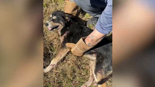 Dog goes above and beyond to help injured friend
