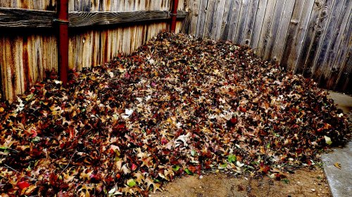 Gardening for You: Leaf mold is brown gold
