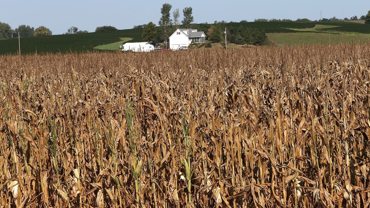Climate change expected to impact the world's wheat and corn crops by 2030, NASA says