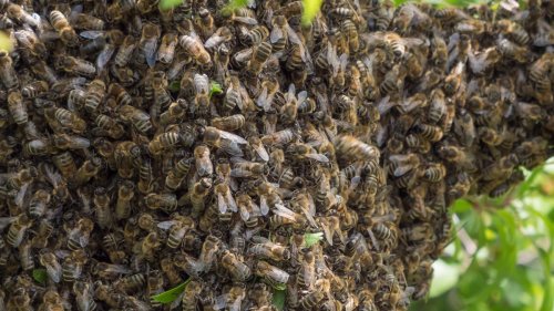 Ohio man who suffered 20,000 bee stings and ingested 30 bees wakes up ...