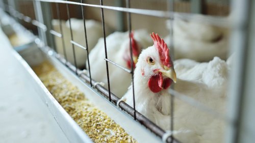 Bird flu outbreak is spilling over into mammals. What does that mean for humans?