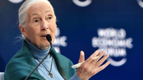 Jane Goodall Q&A: How did our relationship with the environment lead to COVID-19? How do you maintain optimism for the future?