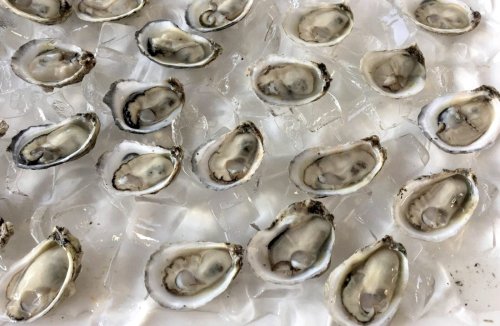 How AI Is Changing Oyster Farming