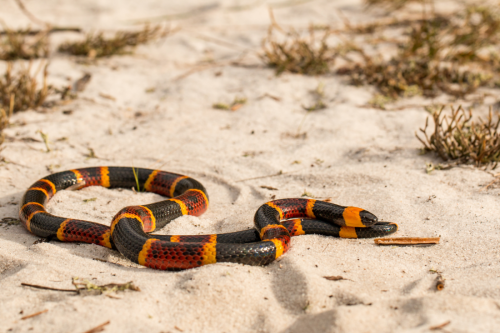 What You Need to Know About Venomous Snakes in the South