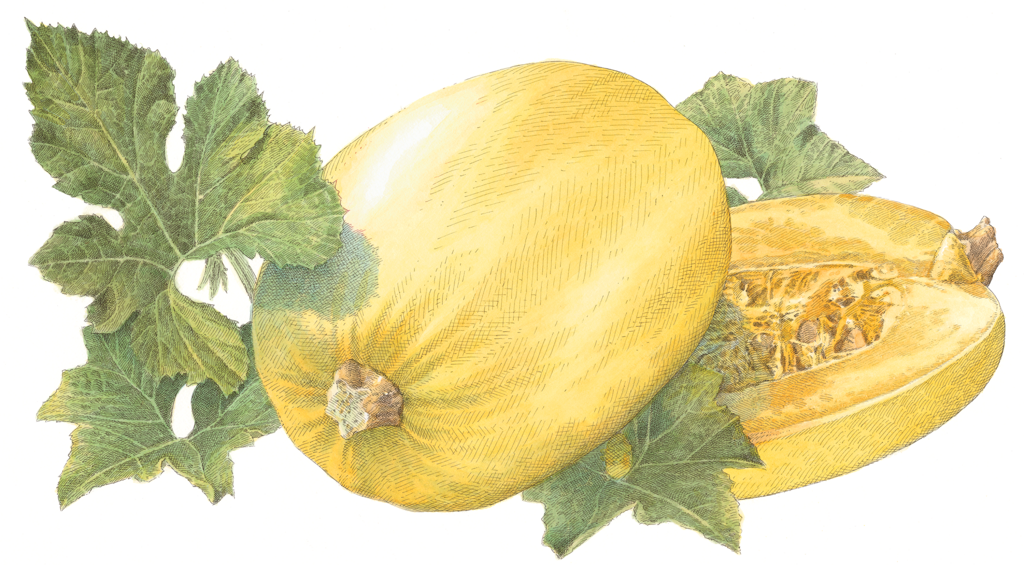 Grand Strands: Spaghetti Squash