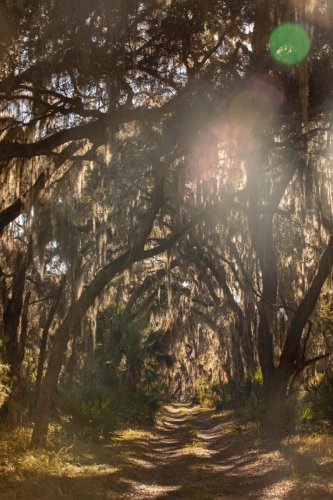 Jessica B. Harris Sets Out for Sapelo Island