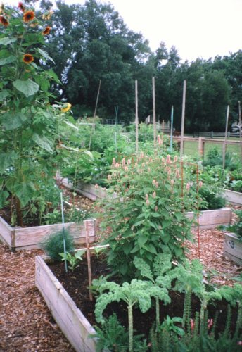 Five Companion Plants to Eliminate Garden Pests