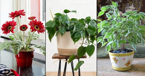 15 Indoor Air Purifying Plants According to NASA Study