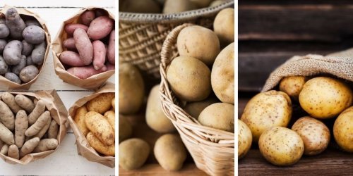 How To Grow Potatoes Indoors: An effective 9 steps guide