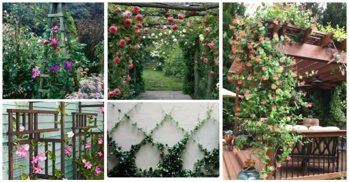 These Amazing Climbing Trees Will make your garden look stunning