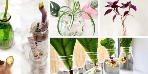 9 Plants That Can Grow From Cuttings In Water