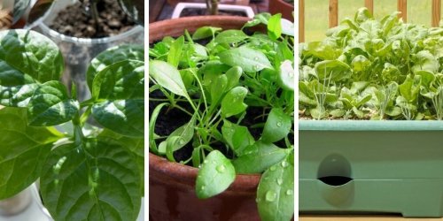 How To Grow Spinach in Containers?