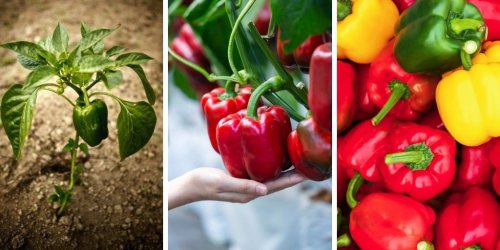 How To Grow Bell Peppers In A Pot