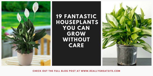 19 Fantastic Houseplants You can Grow Without Care