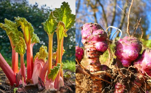 13 Perennial Veggies You Can Plant Once and Harvest For Years