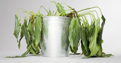 How To Avoid These 13 Things That Can kill Plants In Containers