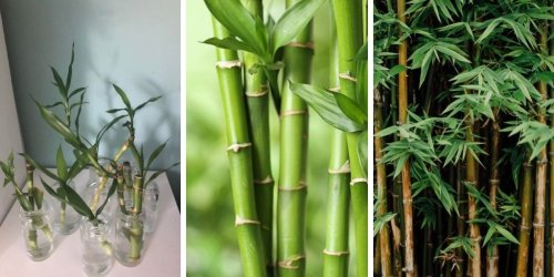 How to Grow Bamboo from Cuttings