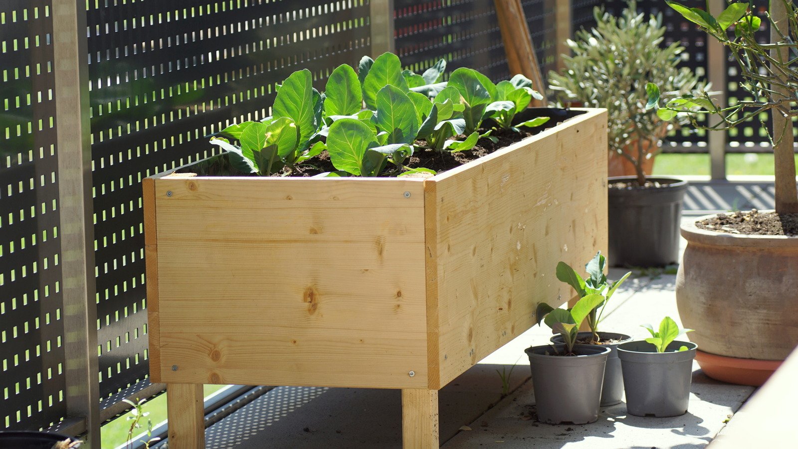 Building a raised garden bed? What to know before starting - cover