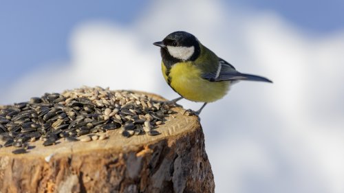 Clever DIY bird feeder ideas