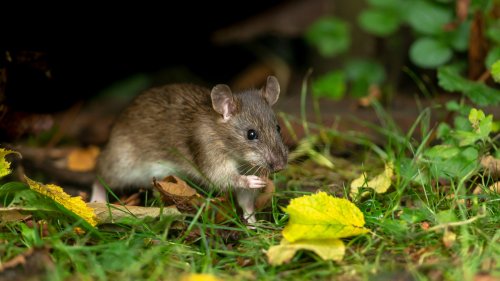 Household staples that'll keep your garden pest-free