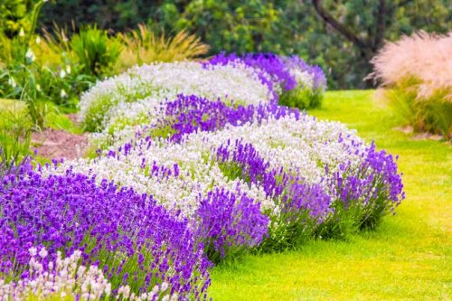 18 Best Plants That Repel Mosquitoes