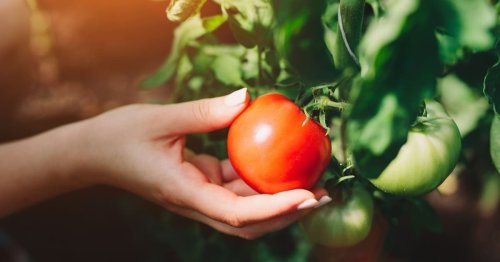 10 High Yield Tomato Varieties You Should Grow in Your Garden