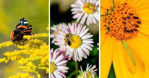 Everything You Need to Know About Beneficial Insects in the Garden