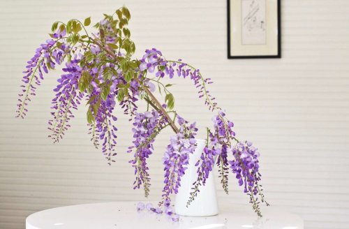 Mysterious Wisteria: An Irresistible Flower Goes from Vine to Vase - Gardenista